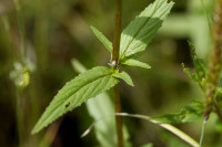 épilobe des montagnes