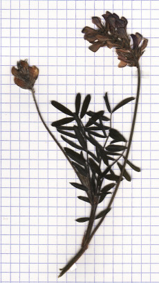 esparcette