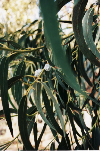 Eucalyptus