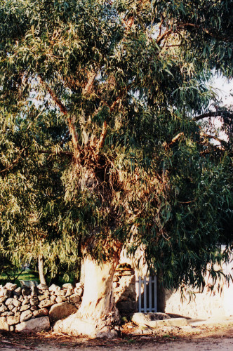Eucalyptus