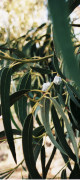 eucalyptus