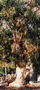 eucalyptus