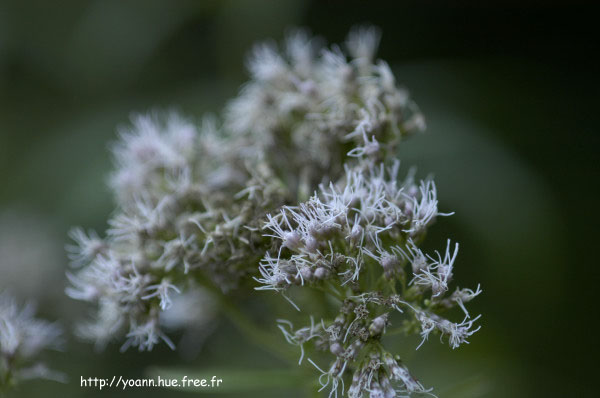eupatoire