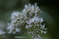 eupatoire