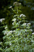 eupatoire