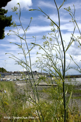 fenouil