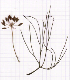 fenouil