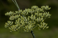 fenouil