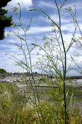 fenouil