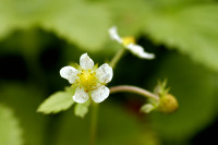 fraisier des bois