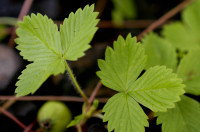 fraisier des bois