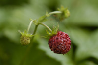 fraisier des bois
