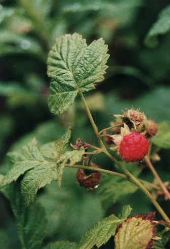 framboisier