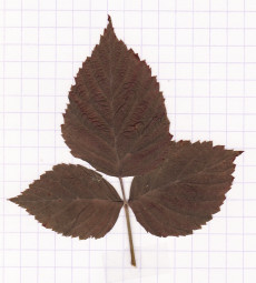 framboisier