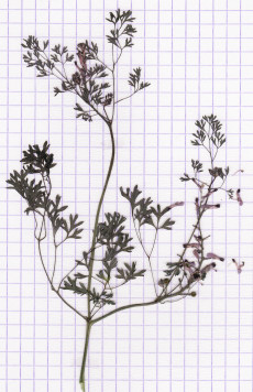 fumeterre