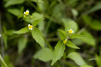 galinsoga