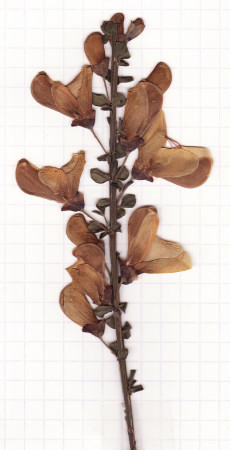 genêt-à-balai