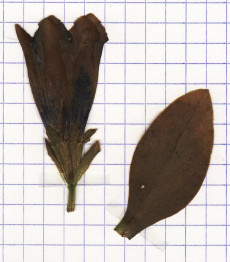 gentiane acaule