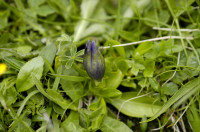gentiane acaule