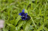 gentiane acaule