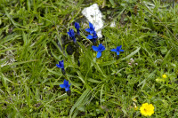 gentiane de baviere