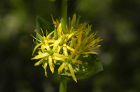 gentiane jaune
