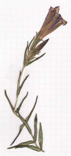 gentiane pneumonanthe
