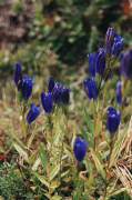gentiane pneumonanthe