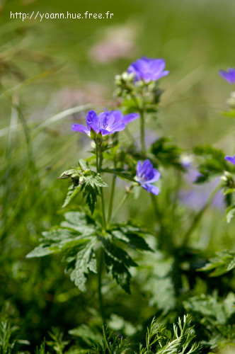 Géranium des bois