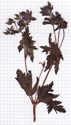 géranium