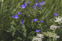 géranium