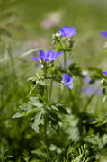 géranium