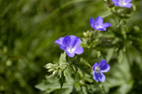 géranium