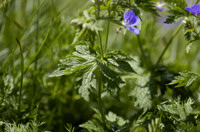 geranium