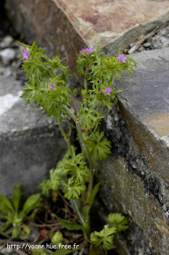 géranium disséqué