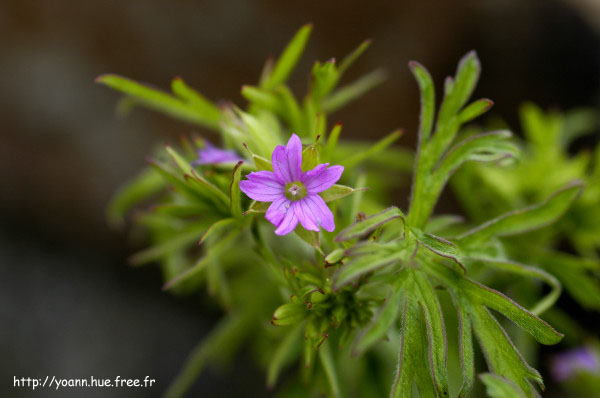géranium disséqué