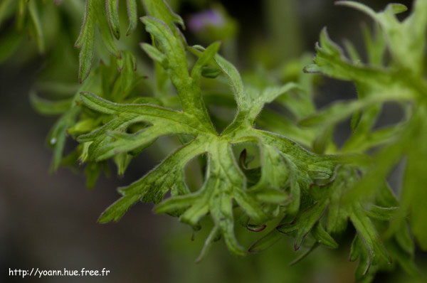 géranium disséqué