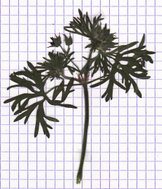 géranium disséqué