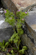 géranium disséqué