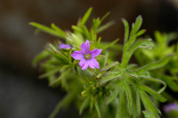 géranium disséqué