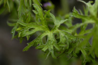 géranium disséqué