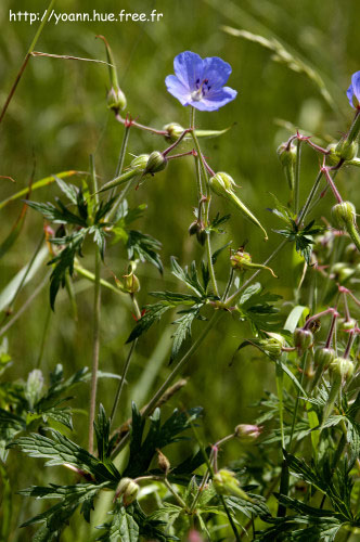 géranium