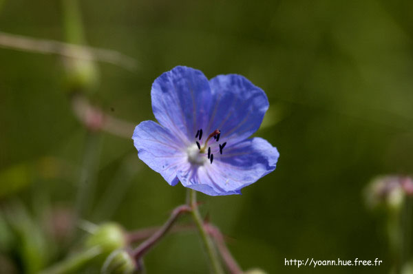 géranium