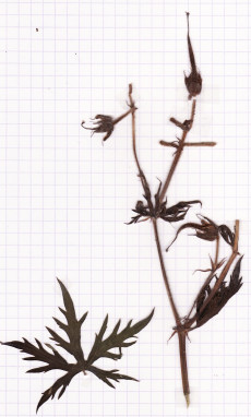 géranium