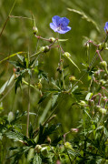 géranium