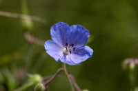 géranium