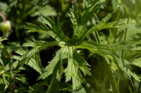géranium