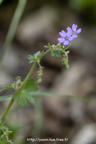 géranium