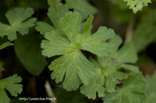 géranium