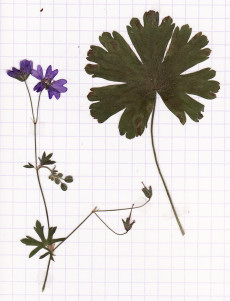 géranium